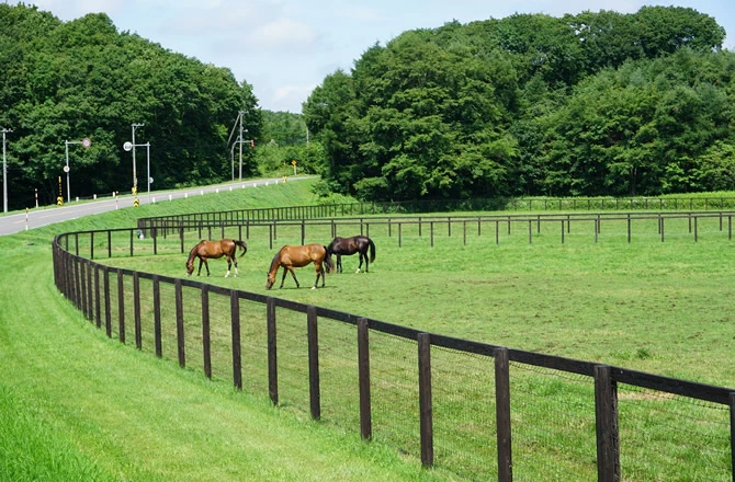 安平町の緑豊かな牧場と放牧される馬