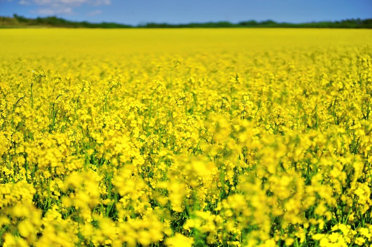 青空の下、一面に広がる安平町の菜の花畑